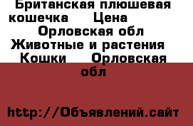 Британская плюшевая кошечка.  › Цена ­ 1 000 - Орловская обл. Животные и растения » Кошки   . Орловская обл.